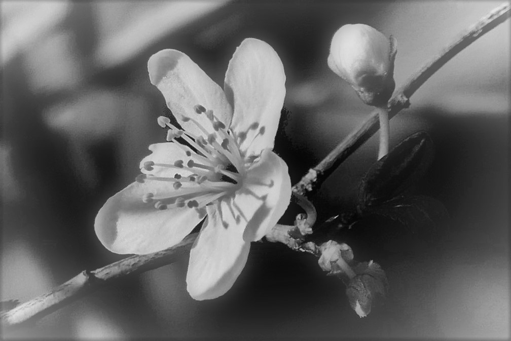 les premières fleurs du prunier ....