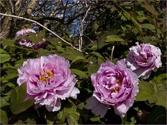  Les premières pivoines, très en avance cette année.