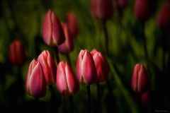 Les premières tulipes