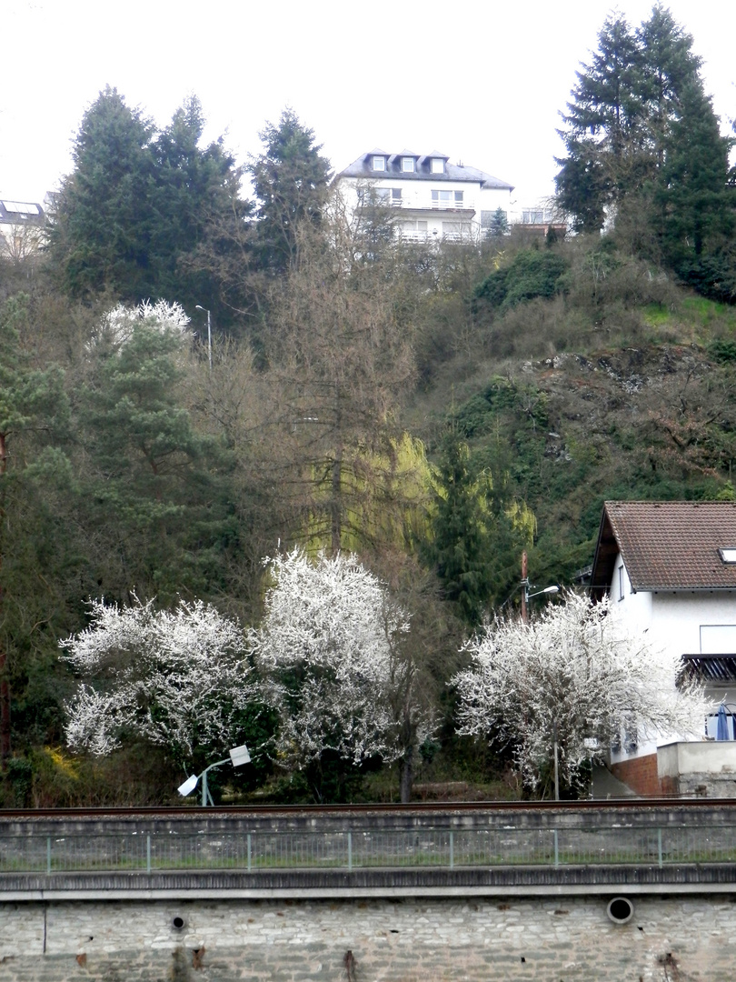 Les premiers arbres en fleurs