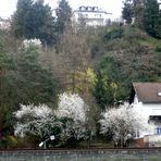 Les premiers arbres en fleurs