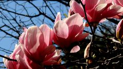 Les Premiers "Magnolia" de 2013 à Antibes