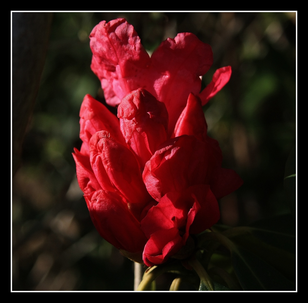 " Les premiers rhododendrons fleurissent "