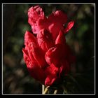 " Les premiers rhododendrons fleurissent "