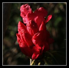 " Les premiers rhododendrons fleurissent "