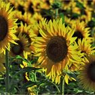 les  premiers tournesols 2020