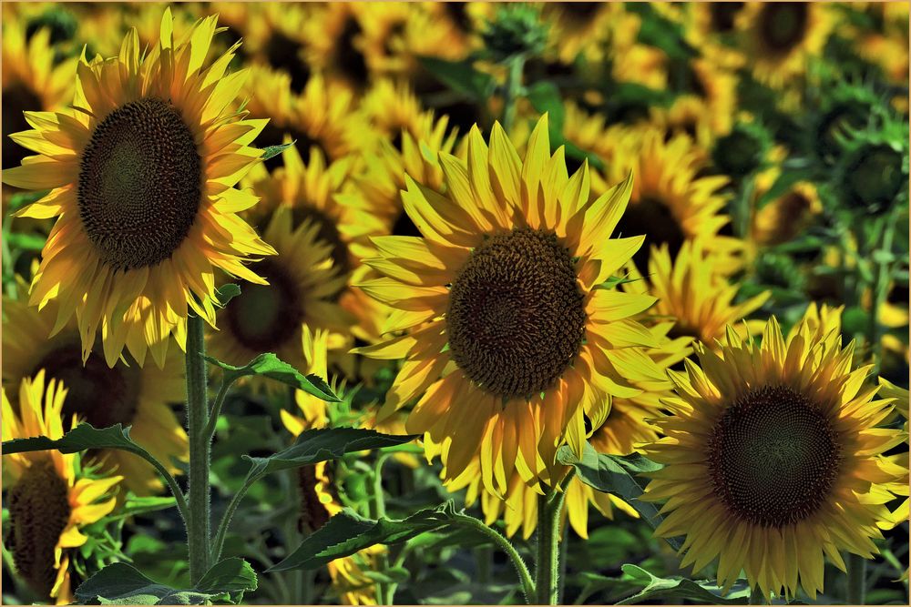 Les Tournesols Marly les premiers tournesols 2020 Foto % Immagini| italy, nature, world Foto