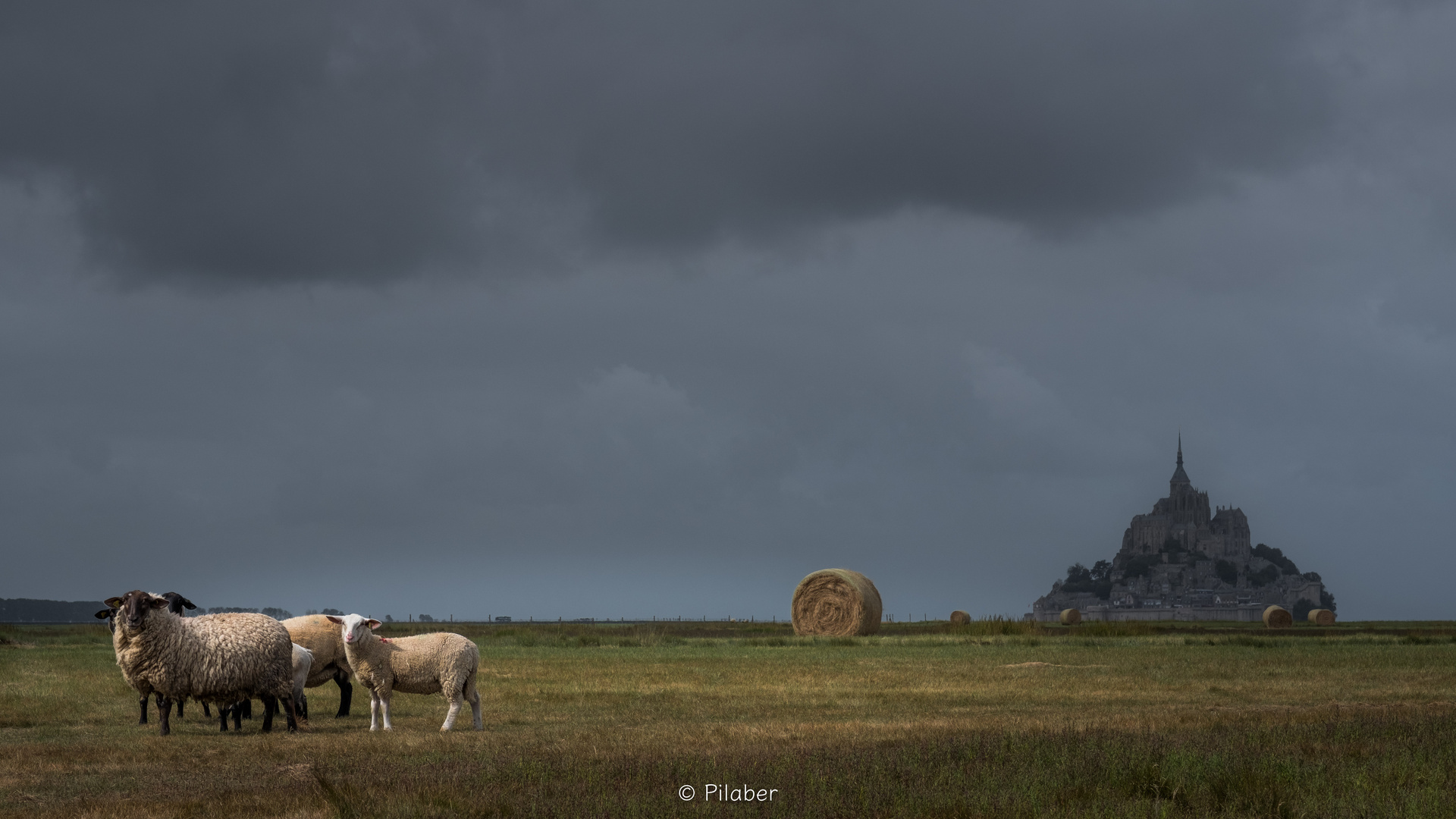 Les prés salés du mont Saint Michel