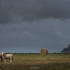 Les prés salés du mont Saint Michel