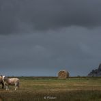 Les prés salés du mont Saint Michel