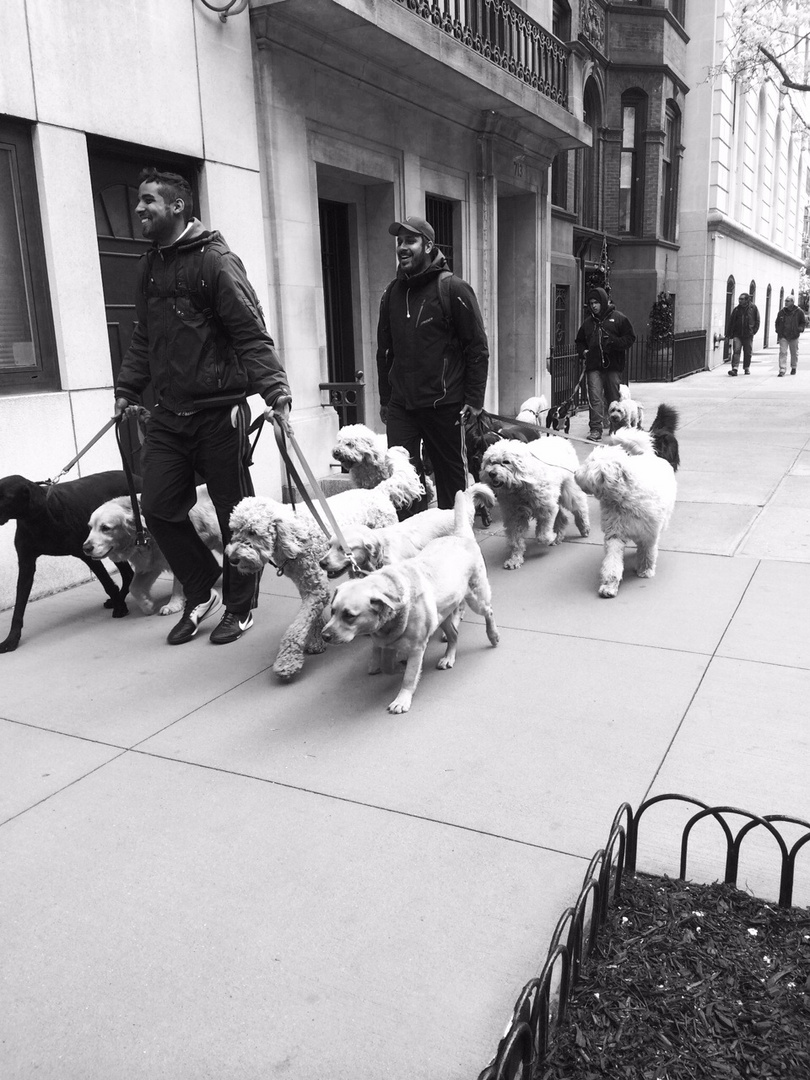 Les promeneurs de chiens - New York