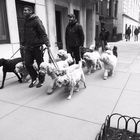 Les promeneurs de chiens - New York