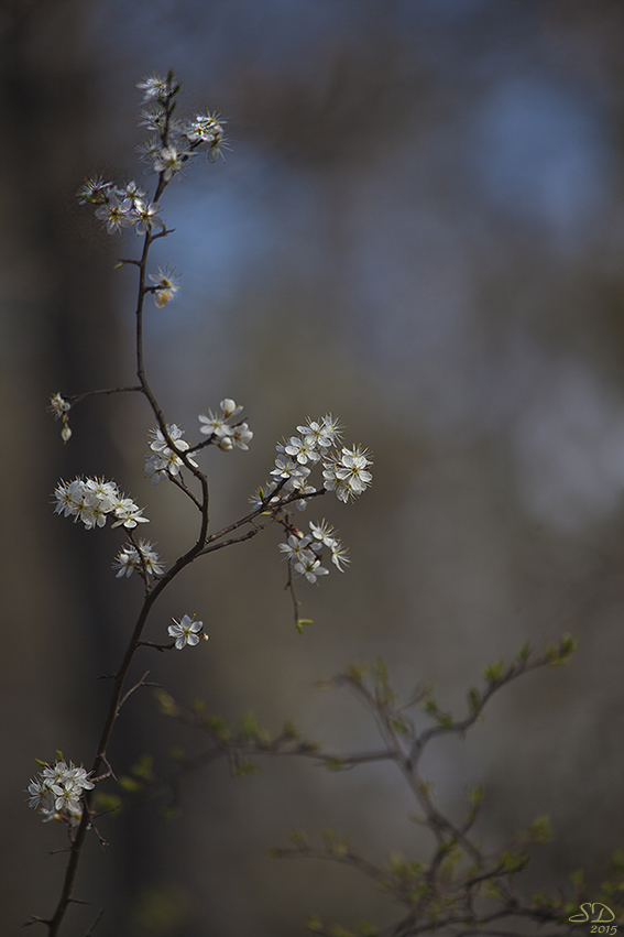 Les prunelles