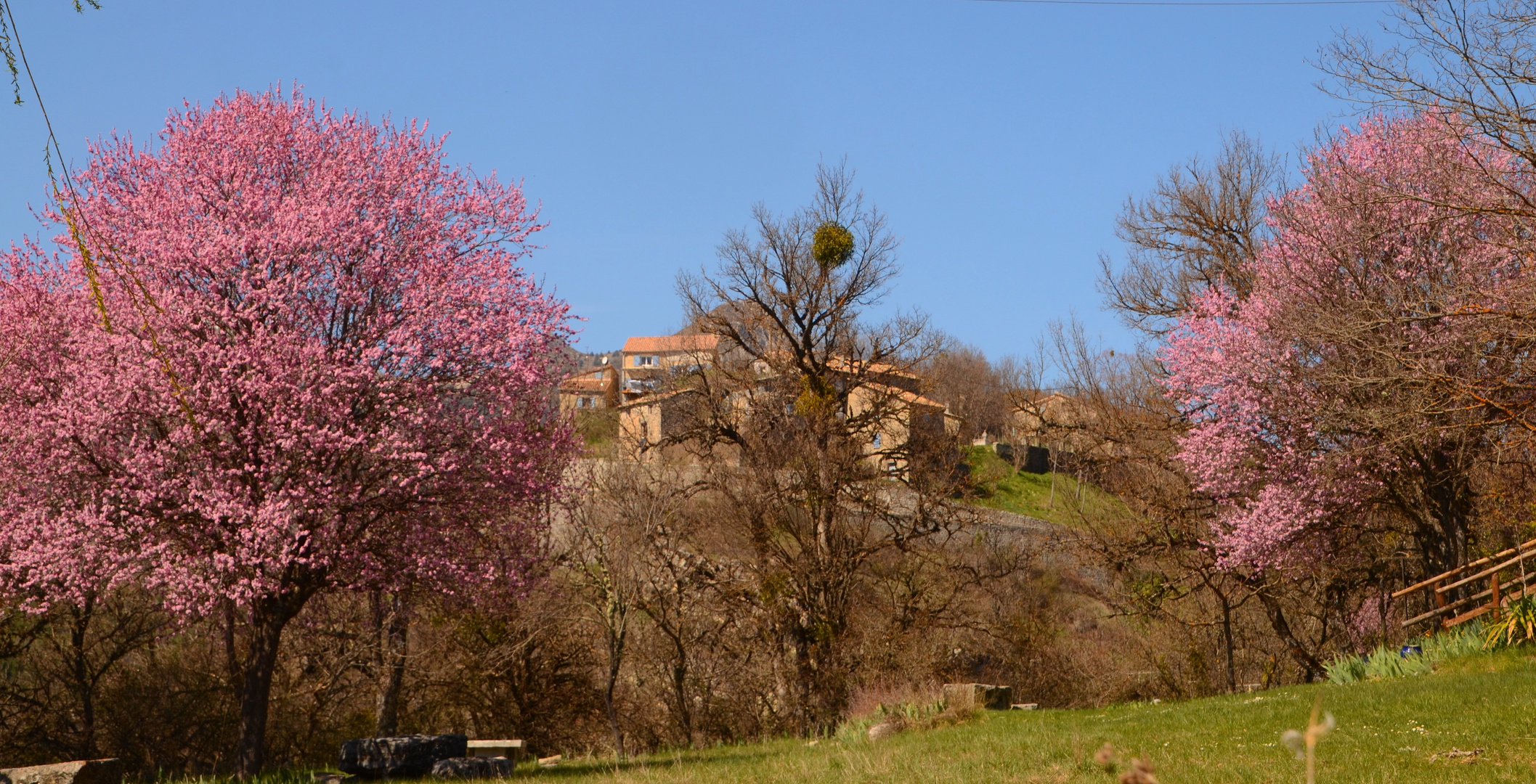 * les prunus *