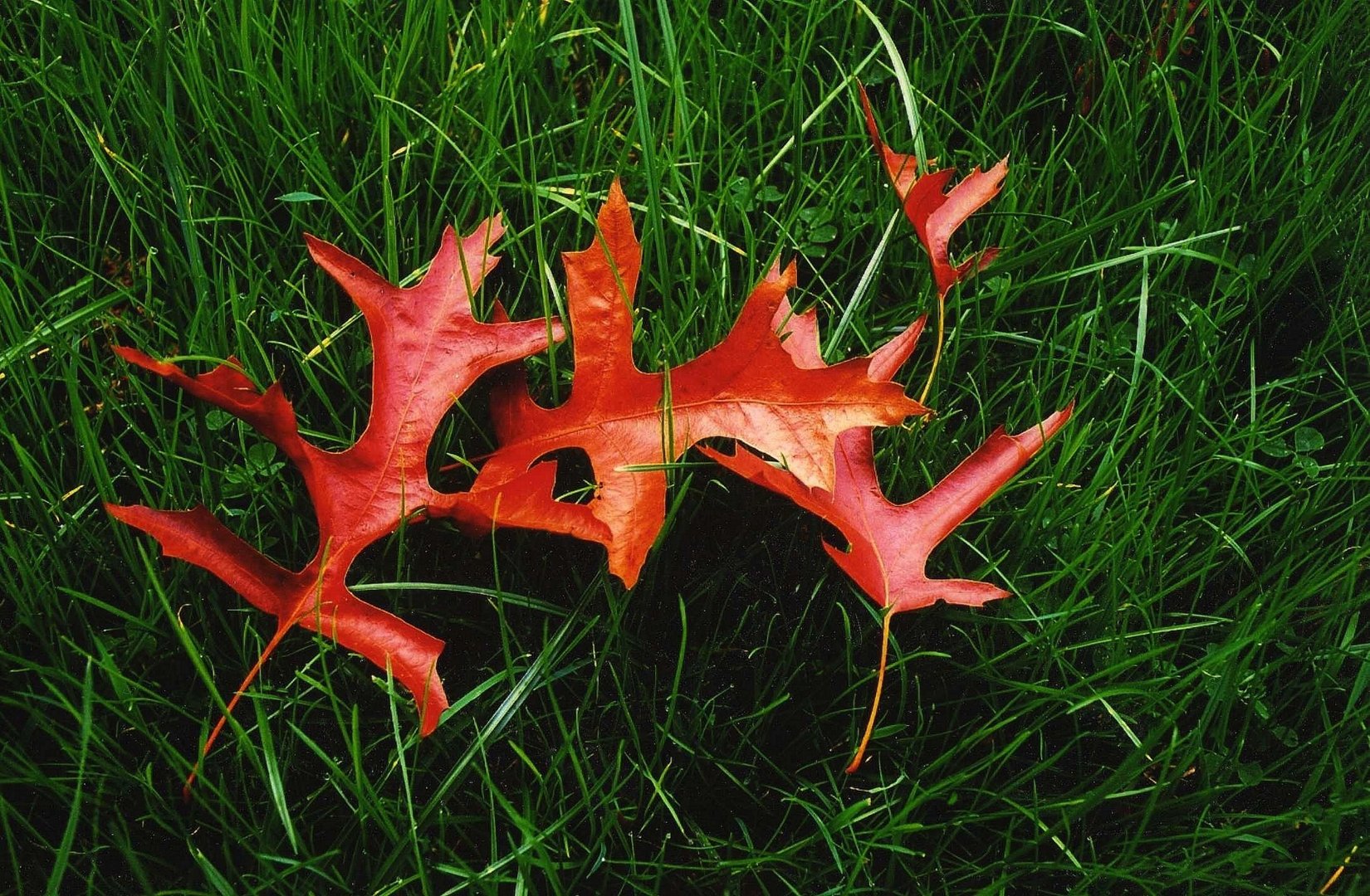 Les quatre feuilles rouges