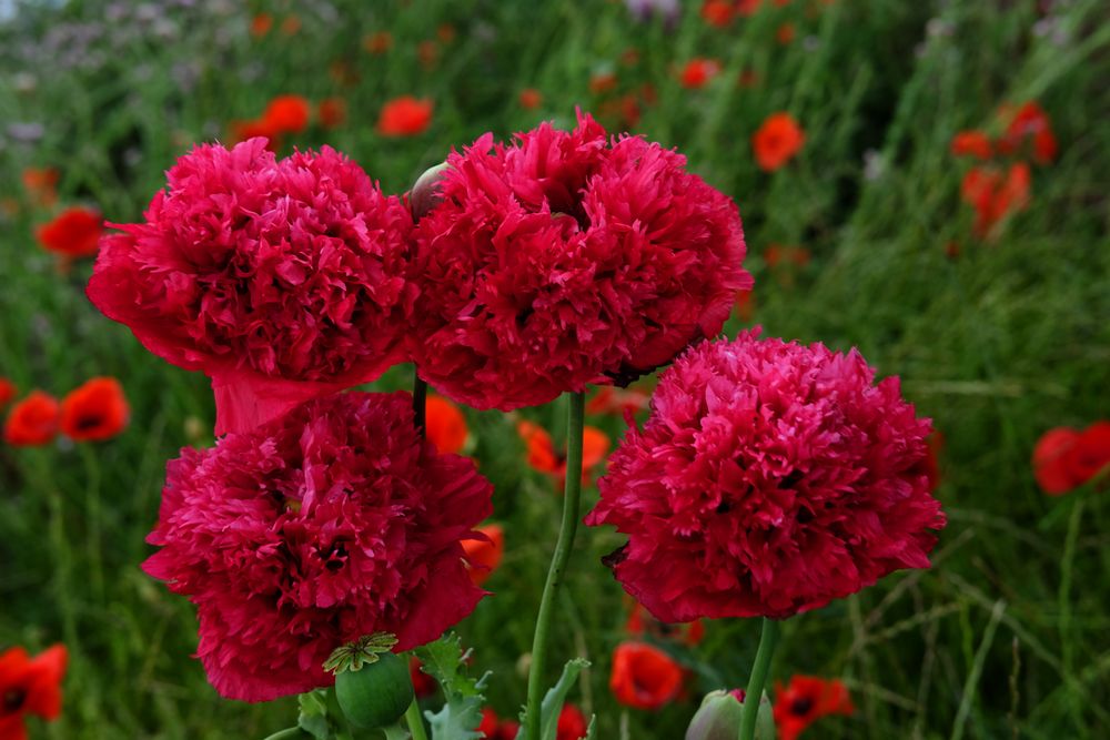 les quatre frères Pavots 