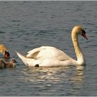 Les quintuplés de M. et Mme Cygne !