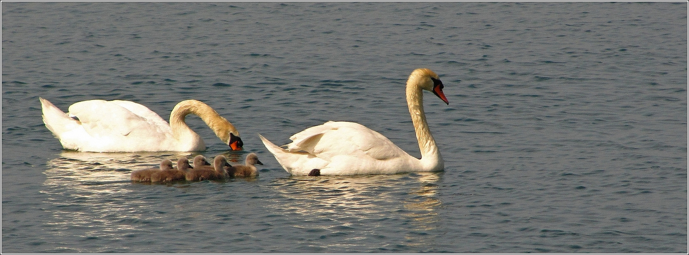 Les quintuplés de M. et Mme Cygne !