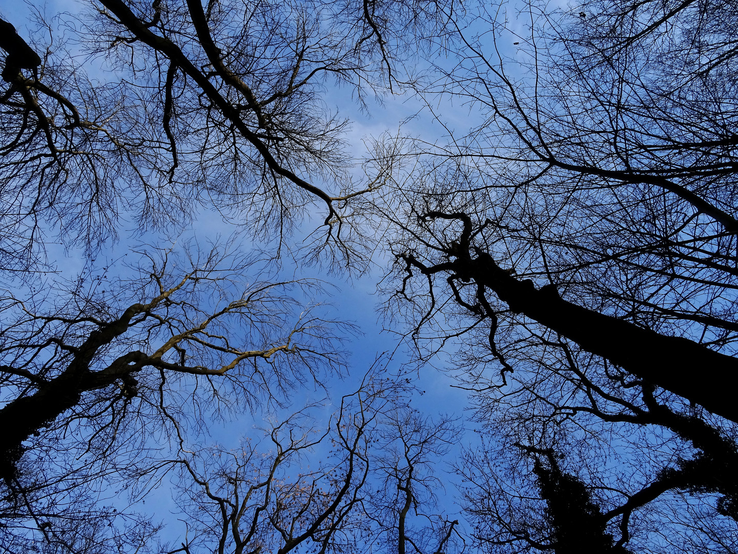 les racines du ciel