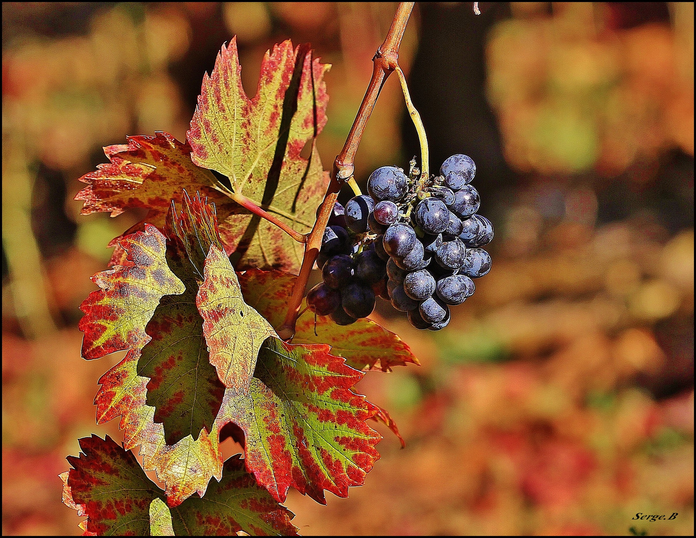 Les raisins de l'automne