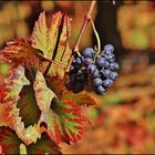 Les raisins de l'automne