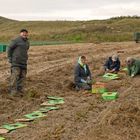 Les ramasseuses de carottes