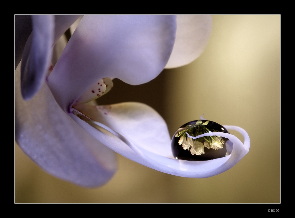 Les Reflections des Fleurs