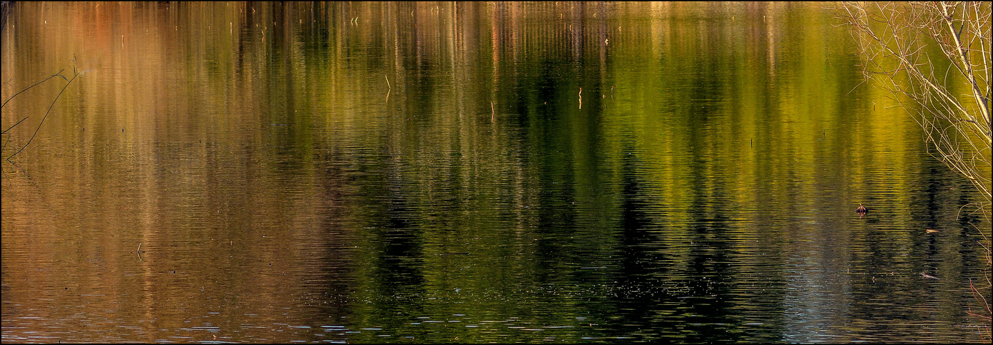 Les reflets de l'étang