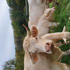 Les reines de la campagne 