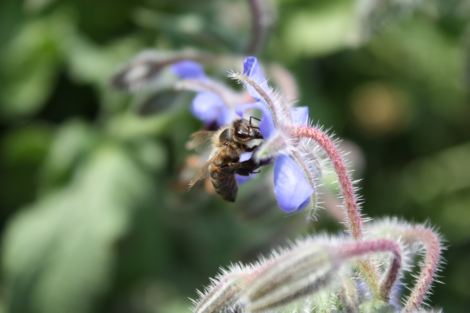 les reines de mon jardin