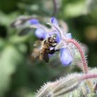 les reines de mon jardin