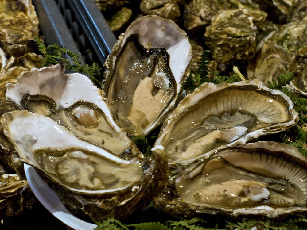 Les Reines du Bassin de Marennes-Oléron  --  Die Königinnen des Marennes-Oléron Beckens