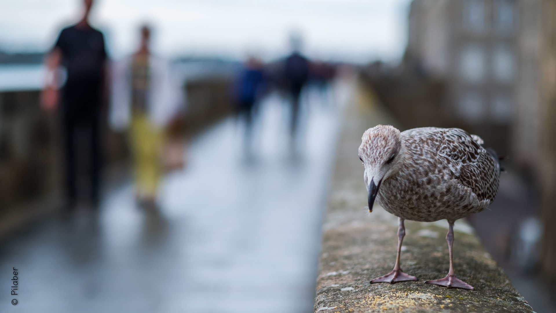 Les remparts de Saint Malo