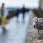 Les remparts de Saint Malo