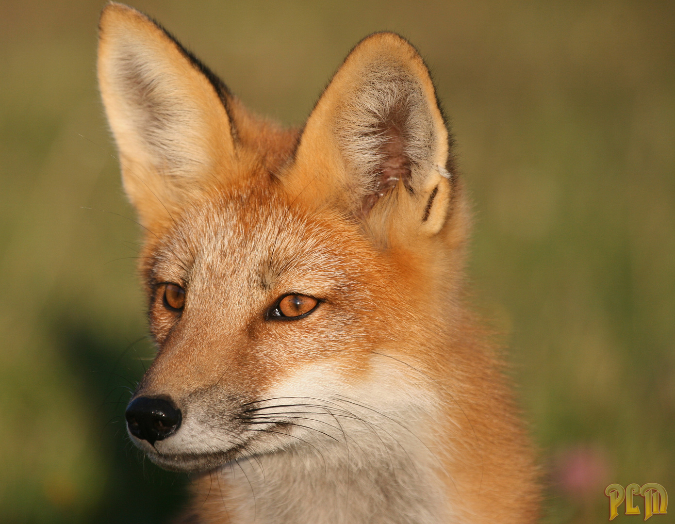 Les renards dérrière chez moi...