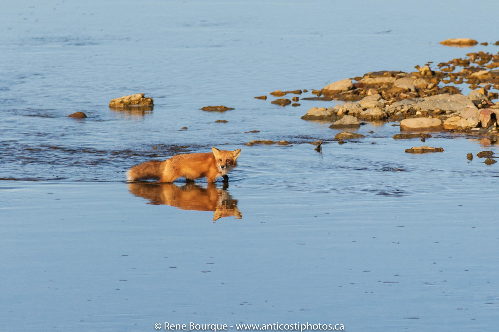 Les renards n'aiment pas l'eau mais...