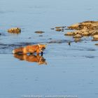 Les renards n'aiment pas l'eau mais...