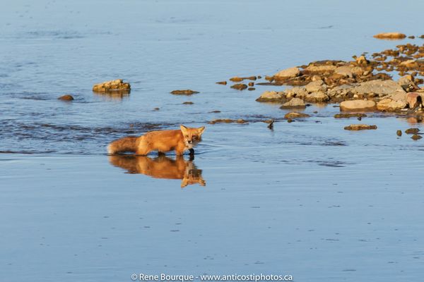 Les renards n'aiment pas l'eau mais...