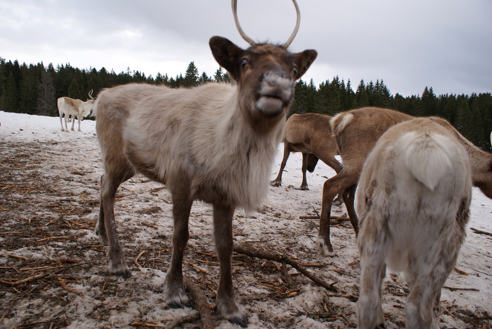 les rennes du père Noël