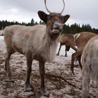 les rennes du père Noël