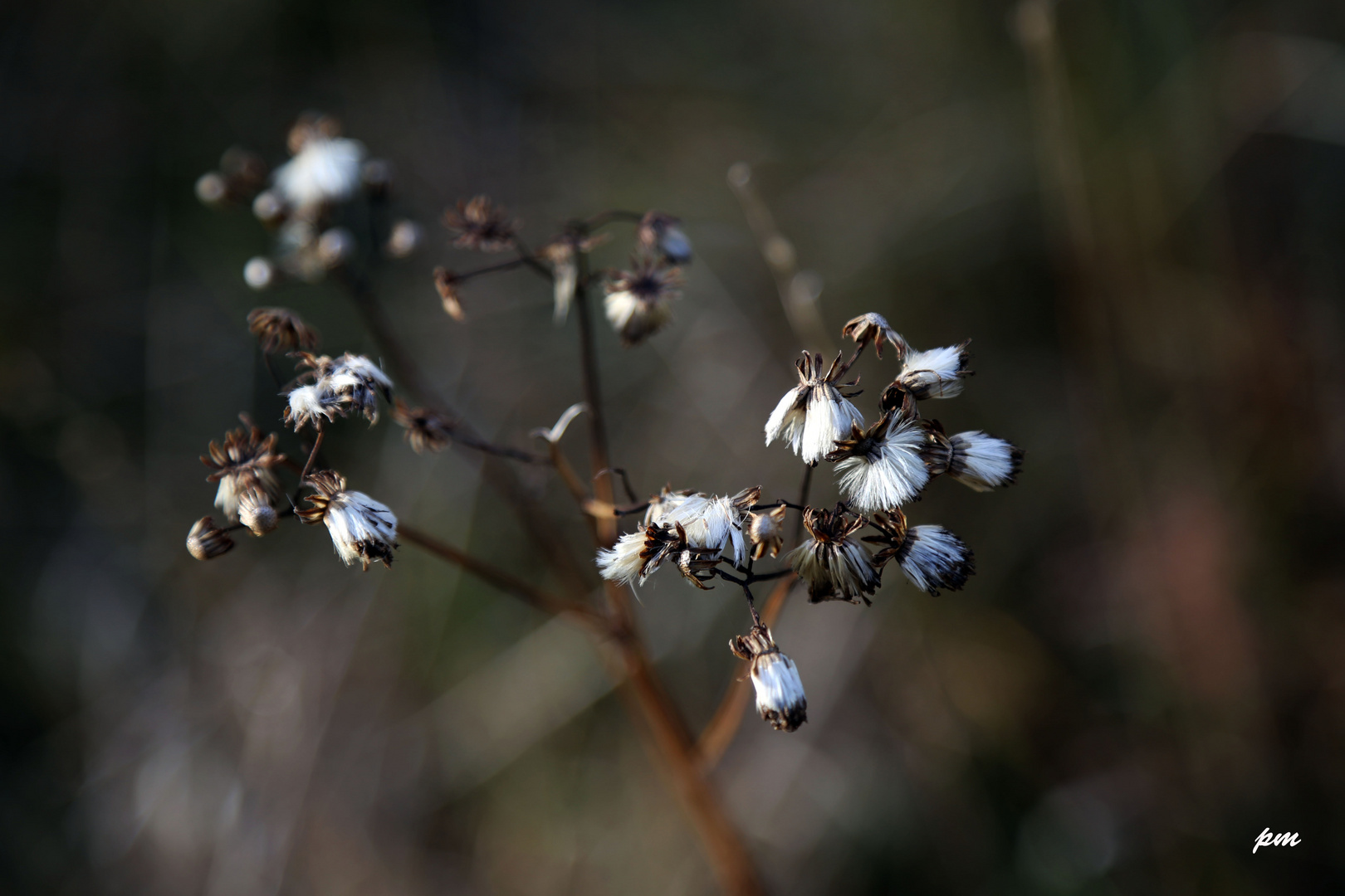 Les reste d'une fleur