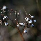 Les reste d'une fleur