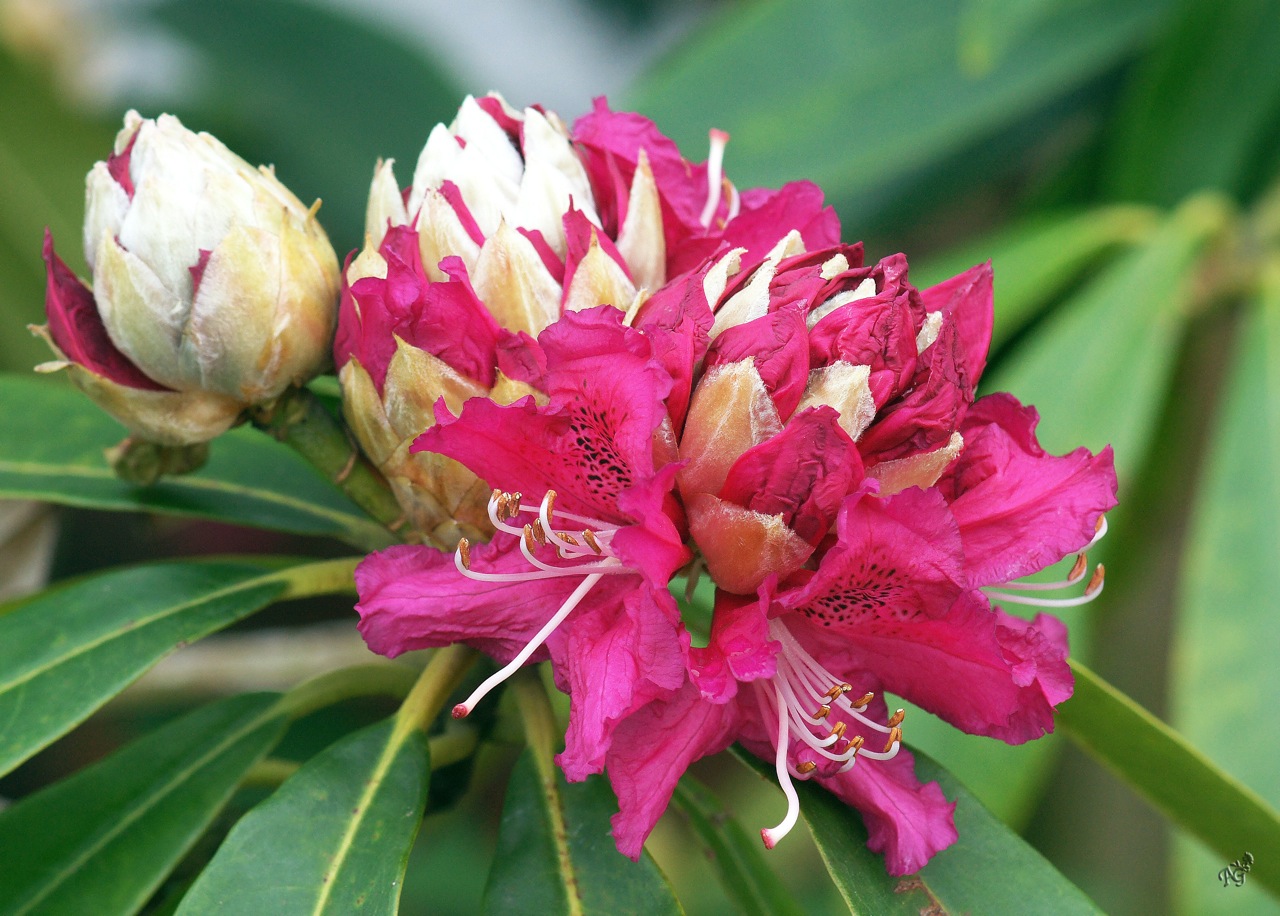 Les Rhododendrons