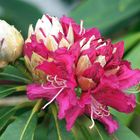 Les Rhododendrons