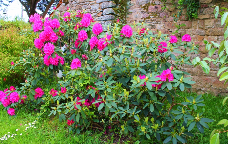 Les rhododendrons