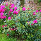 Les rhododendrons