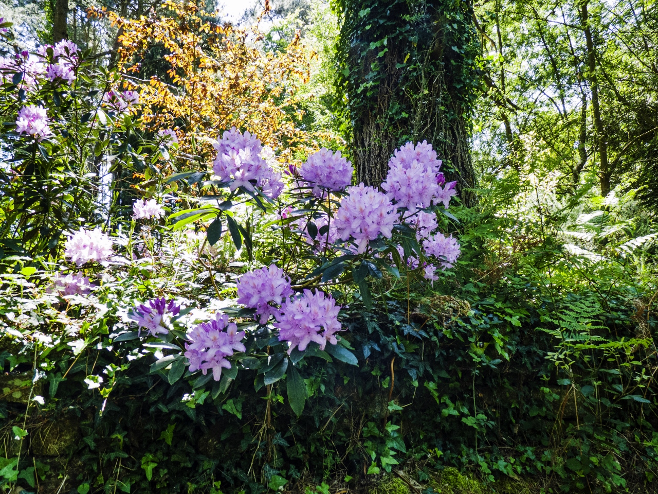 Les rhododendrons