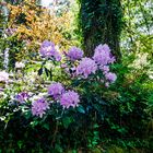 Les rhododendrons