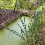 les rieux des hortillons vert d'espoir et de lassitude ! 