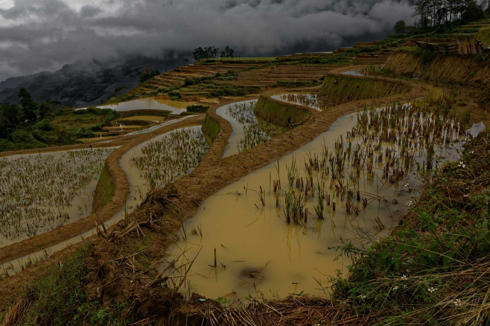 Les risières en terrasse de Yuanyang, Yunnan, Chine.